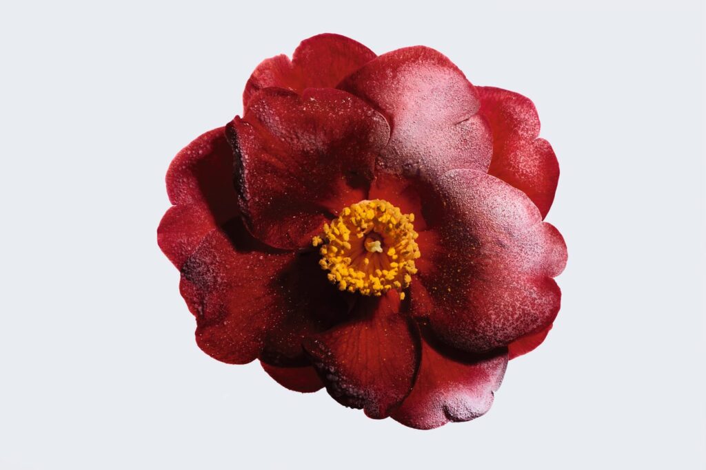 No.1 de Chanel Red Camellia